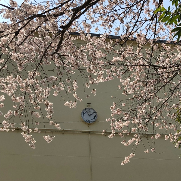 桜