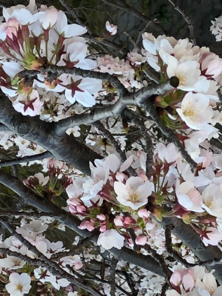 桜